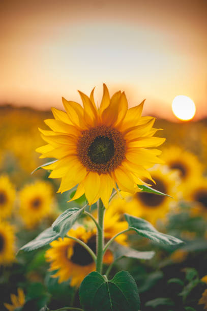 istock Sunflower at Sunset- Creative Stock Photo 1347472447