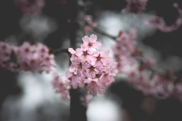 Pink Blossoms - Creative Stock Photo stock photo