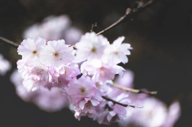 Close Up of Pink Blossoms - Creative Stock Photo stock photo