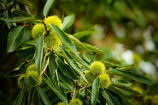 A closeup shot of chestnuts on a branch with green leaves in a blurred background