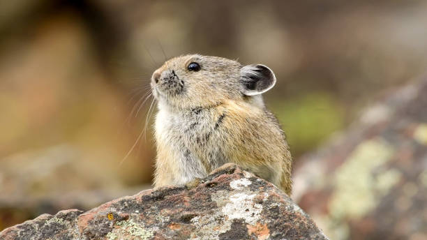 1,179 Pika Stock Photos, Pictures & Royalty-Free Images - iStock | American  pika, Pika. pika, Collared pika