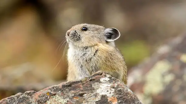 Photo of American pika (Ochotona princeps), a diurnal species of pika, is found in the mountains of western North America, usually in boulder fields at or above the tree line