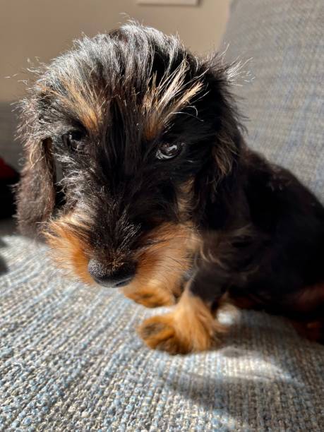 80 Kaninchen Dachshund Stock Photos Pictures Royalty Free Images 80 Kaninchen Dachshund Stock Photos Pictures Royalty Free Images