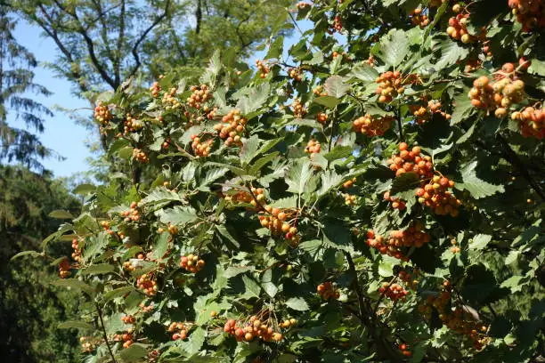 Foliage and unripe fruits of Sorbus aria in mid September