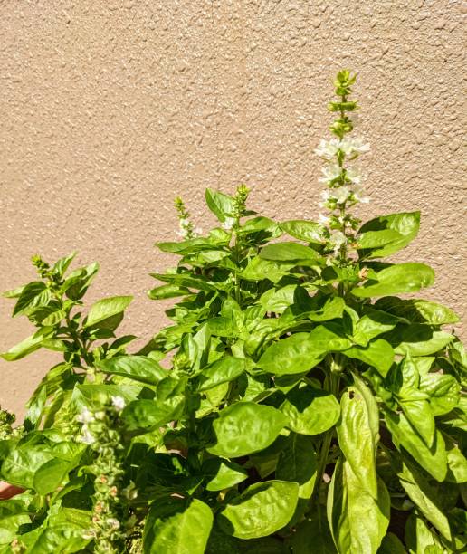 istock Basil leaves grown in the garden 1347480470