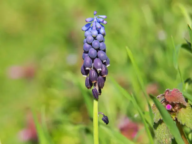 Spring blue flower of grape hyacinth in spring, Muscari neglectum