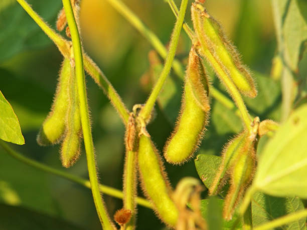 istock Soybean plant with pods, Glycine max 1347480605