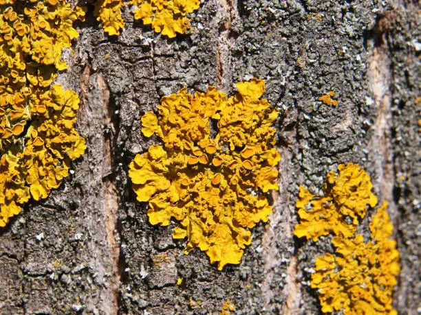 Orange lichen, Xanthoria parietina, growing on tree bark in the black locust tree forest