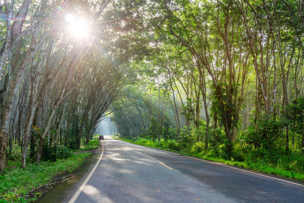 istock Road in para rubber tree, latex rubber plantation and tree rubber garden 1347481973