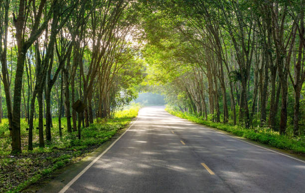 istock Road in para rubber tree, latex rubber plantation and tree rubber garden 1347481975