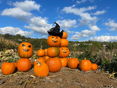 Stock photo showing close-up view of ripe, orange pumpkins with leaves, in muddy farm field grown ready to harvest, pick and be sold for Halloween Jack O'lantern carving.