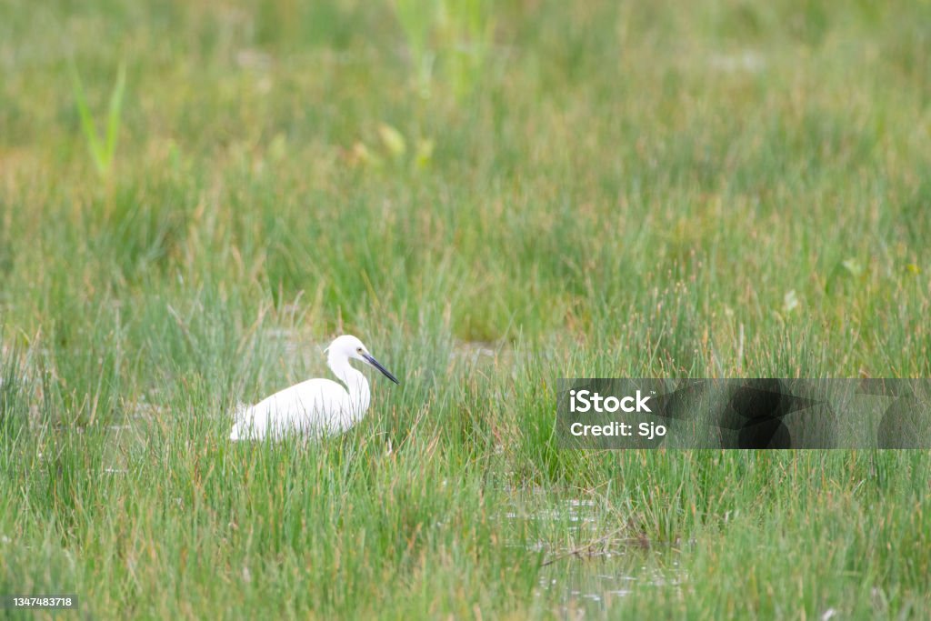 Little egret standing in a green meadow grassland Little egret (Egretta garzetta)  standing in a green meadow grassland in the Oostvaardersveld nature reserve in Flevoland, The Netherlands. Animal Stock Photo