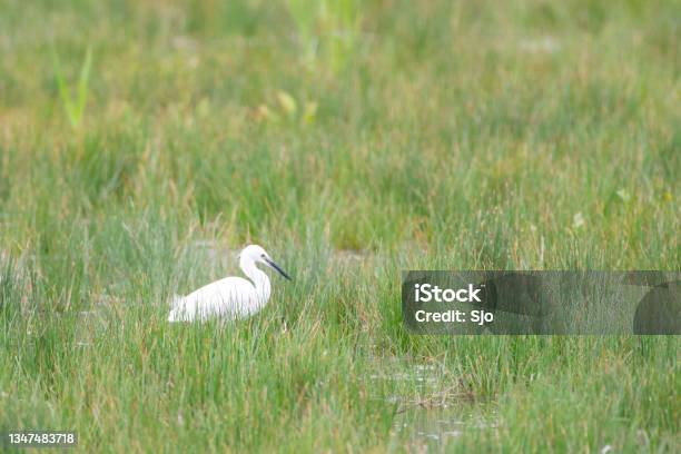 Little Egret Standing In A Green Meadow Grassland Stock Photo - Download Image Now - Animal, Animal Body Part, Animal Wildlife