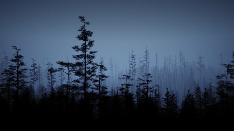 Mysterious and scary forest by night stock