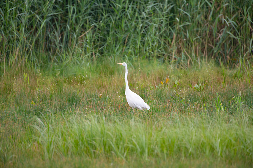 Great egret (Ardea alba), also known as the common egret, large egret or (in the Old World) great white heron standing in a green meadow grassland in the Oostvaardersveld nature reserve in Flevoland, The Netherlands.