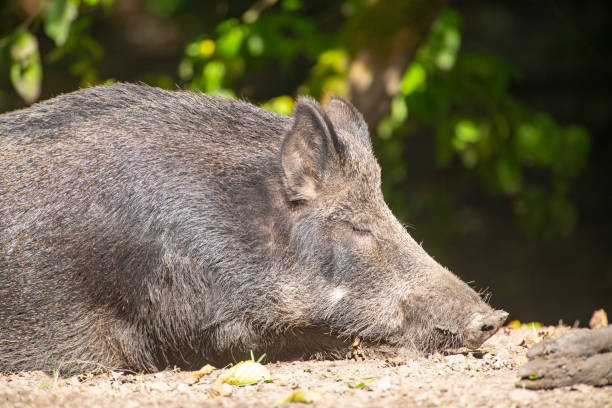Wild boar in a nature reserve enjoying the sunshine during an ealry autumn day in the forest.