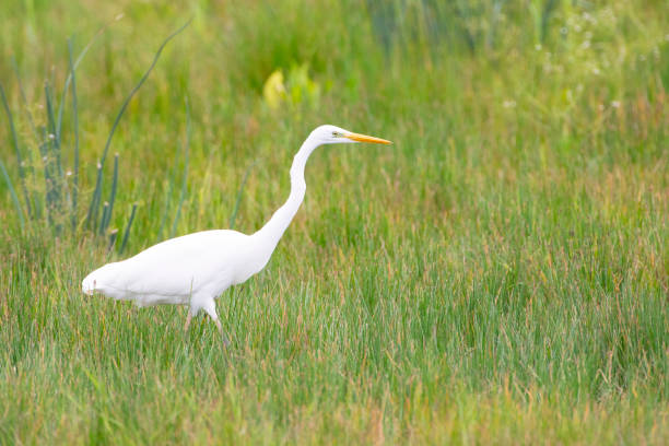 istock Great egret standing in a green meadow grassland 1347484804