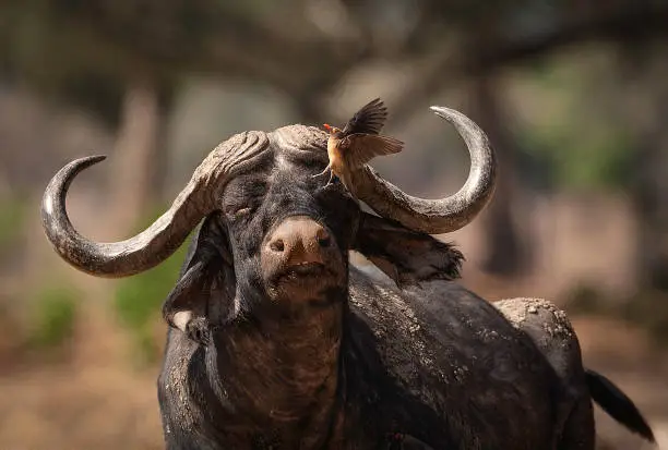 A characteristic feature of the horns of adult male African buffalo is that the bases come very close together, forming a shield referred to as a "boss". They are naturally aggressive and need to be approached with care. They have a symbiotic relationship with red-billed oxpeckers.