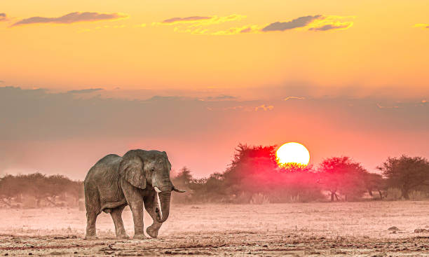 istock An  African elephant walking at sunset 1347486004