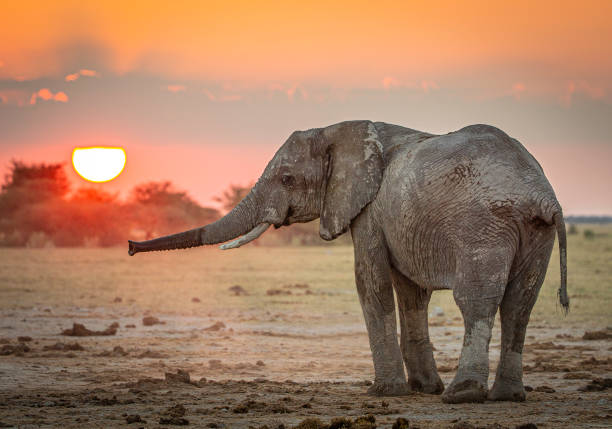 istock An  African elephant at sunset standing with its trunk extended. 1347486018