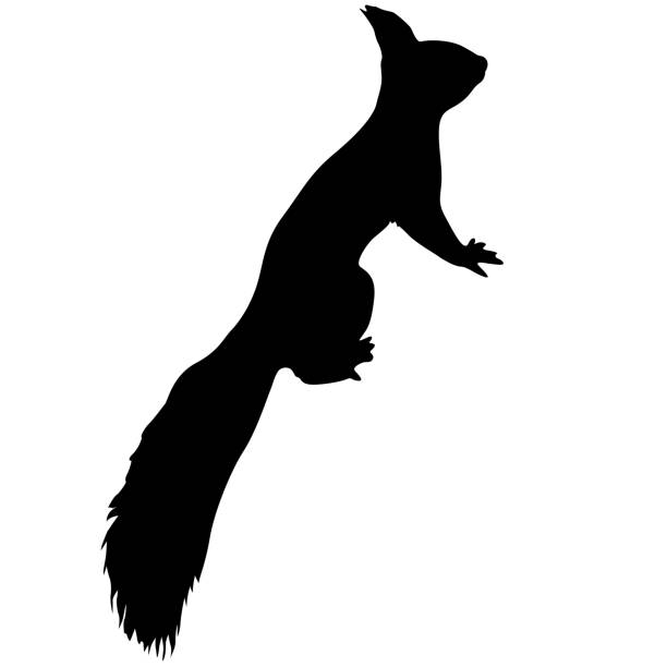 Squirrels silhouettes isolated on white background vector art illustration