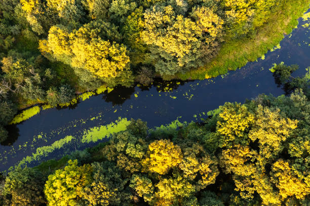istock Autumn landscape. A blue river flowing through a yellow forest. View from above 1347486991