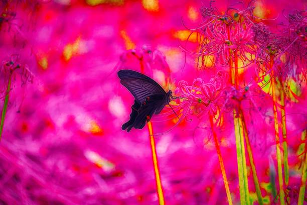 istock Japanese landscape 1136 butterfly 1347488611