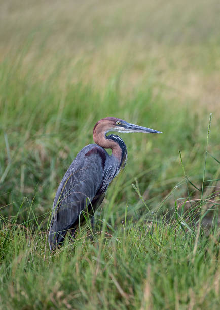 istock A Goliath Heron (Ardea goliath) standing in reeds. 1347488694