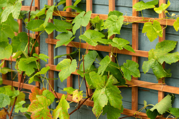 istock young Grape vines on a wooden trellis structure in garden 1347490467