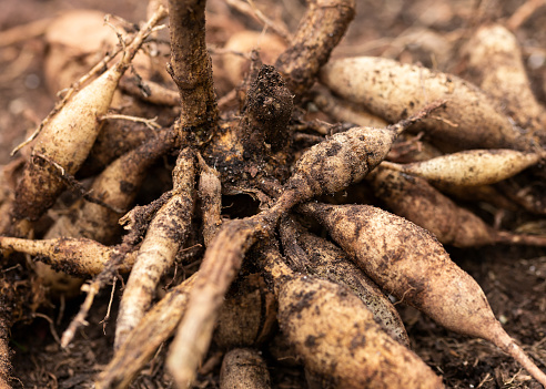 mature dahlia tubers just lifted for overwintering, harvesting.