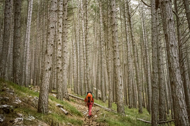 istock Hiker walking on the trail in the coniferous forest 1347490839