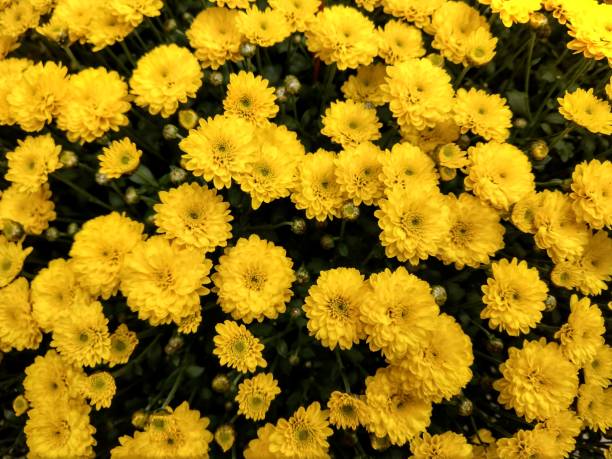 istock Yellow Chrysanthemum flowers closeup 1347491359