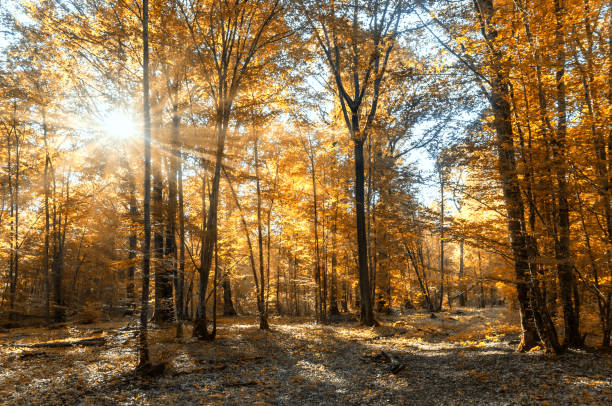 istock Sunshine and sunrays in the woods 1347492477