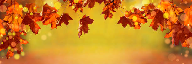istock Autumn red leaves of maple tree in autumn park. Fall background 1347492768