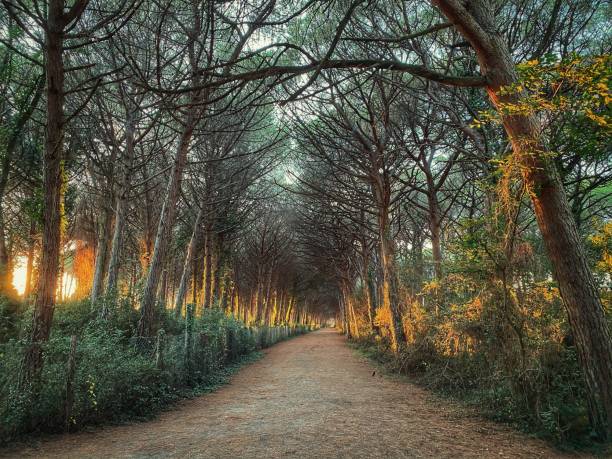 istock shady avenue inside a maritime pine forest in Tuscany 1347493680