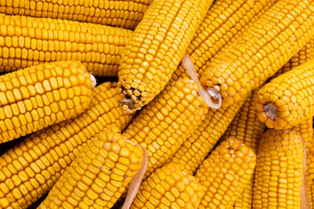 Dry corn cob background. Animal food. Agriculture, farming concept.