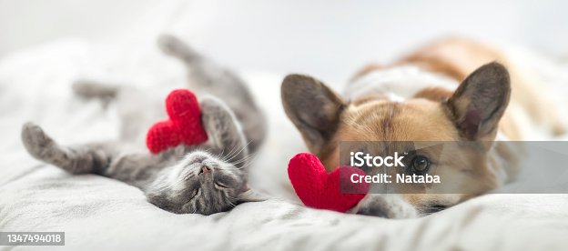 istock funny friends cute cat and corgi dog are lying on a white bed together 1347494018