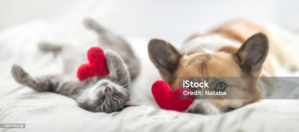 funny friends cute cat and corgi dog are lying on a white bed together cute cat and corgi dog are lying on a white bed together surrounded by knitted red hearts Valentine's Day - Holiday Stock Photo