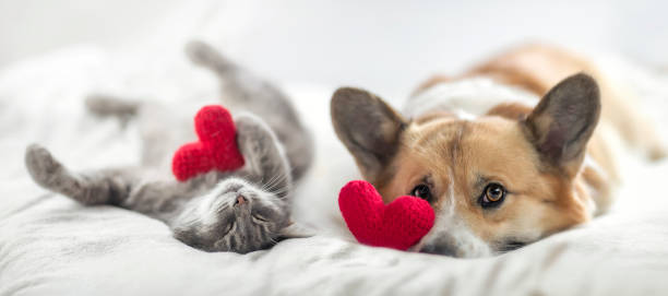 funny friends cute cat and corgi dog are lying on a white bed together cute cat and corgi dog are lying on a white bed together surrounded by knitted red hearts paw photos stock pictures, royalty-free photos & images