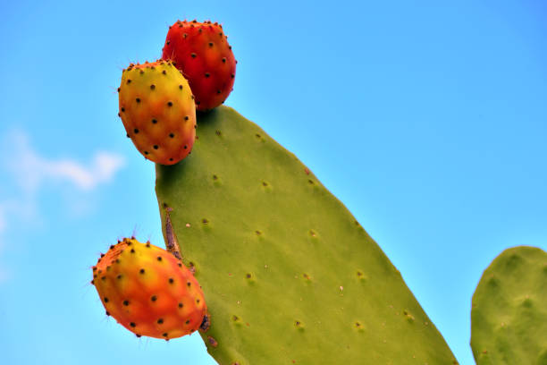 istock prickly pear in the blue sky 1347494187