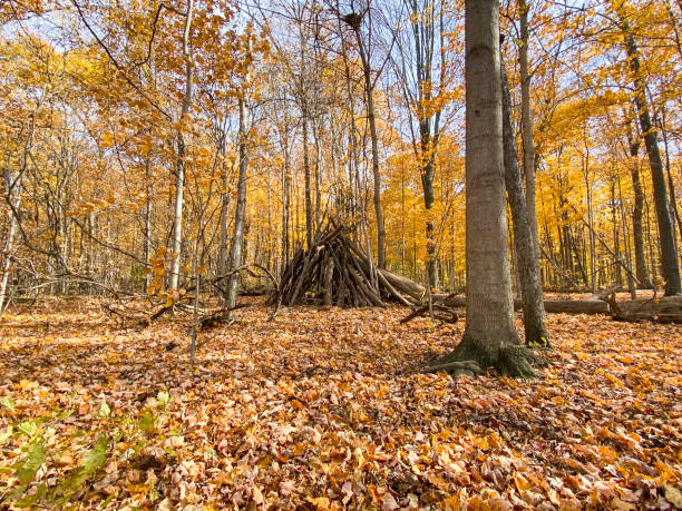 istock Fun Log Fort In The Woods 1347494454