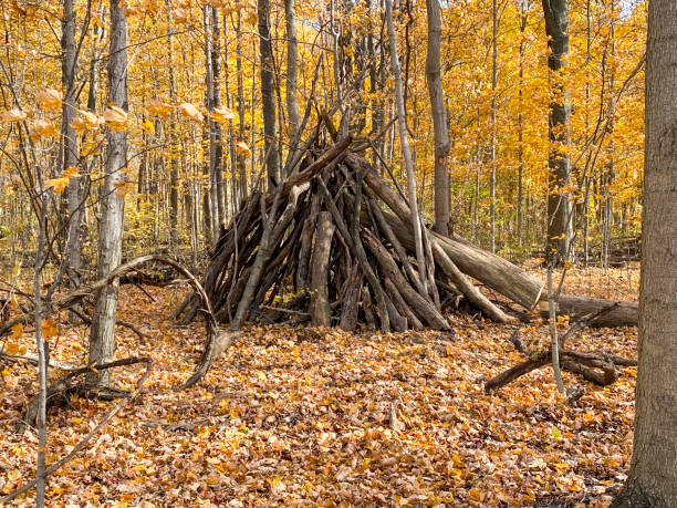 istock Fun Log Fort In The Woods 1347494969