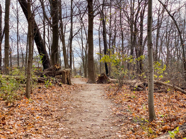 istock Autumn day In The Woods 1347495144