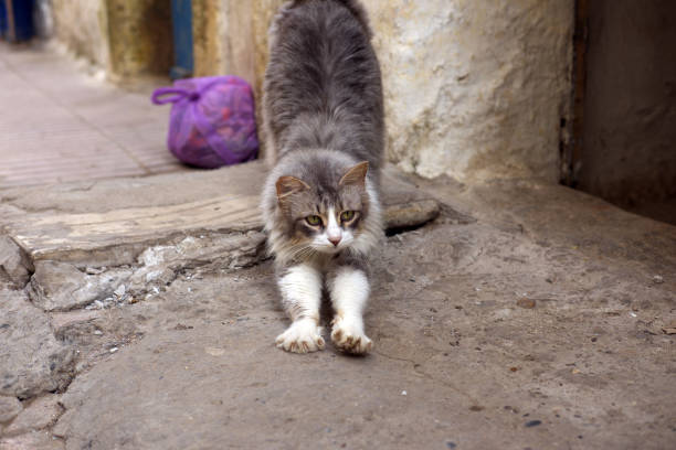 This cat streches and spread her paws, giving a glimpse at her claws. Seen and photographed in Essaouira (Morocco)