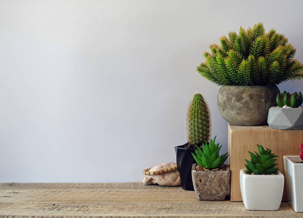 istock Background gray wall and green succulents cactus 1347495664