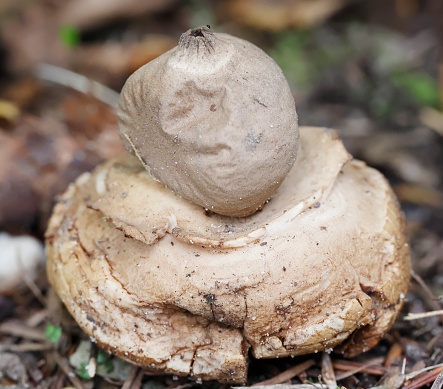 Geastrum triplex Jung. Kragen-Erdstern, Géastre à trois couches, Collard Earthstar. Fruit body 3–5cm across when unopened and bulb-shaped, opening to 5–10cm across, outer wall splitting into 4–8 pointed rays and covered in a thick, pinkish-brown, fleshy layer which cracks as the rays bend back under the fruit body leaving the spore sac sitting in a saucer-like base. Spore sac sessile, pale grey-brown with a paler ring round the slightly raised mouth. Spores dark brown, globose, warted, 3.5–4.5um in diameter. 

Habitat amongst leaf litter in deciduous woods. Season late summer to autumn. Occasional, perhaps the most common member of the genus in Europe. Not edible. Distribution, America and Europe (source R. Phillips).

This nice Species is mostly found on calcareous Soils in the Dunes of Western Netherlands and occasionally in the  other Parts of the Country.