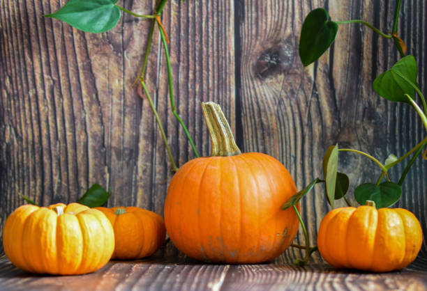 dynia - miniature pumpkin zdjęcia i obrazy z banku zdjęć