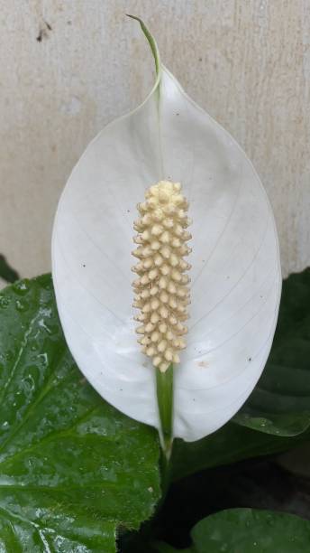 istock A beautiful flower of a peace lily 1347497120