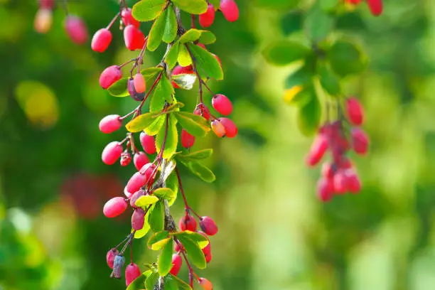 Barberry red berries. Red barberry on the branch. Red ripe barberry berries on a green bush. Berberis vulgaris