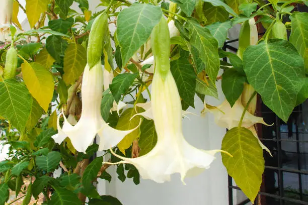 Blooming white angel trumpet flower blossom in garden